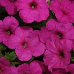 Petunia ампельная Easy Wave  F1 Neon Rose 